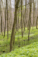 Image showing sunny forest scenery