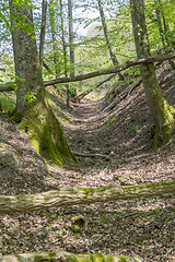 Image showing sunny forest scenery