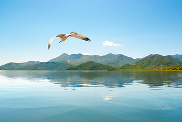 Image showing Skadar lake Montenegro