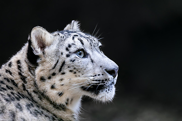 Image showing snow leopard, Irbis Uncia uncia