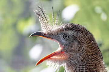 Image showing Red-legged seriema, Cariama cristata