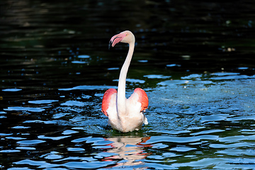 Image showing Beautiful American Flamingos