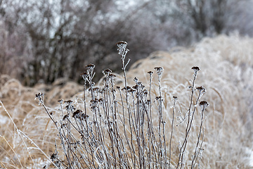 Image showing plants in winter with frost