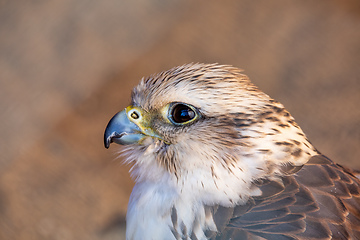 Image showing Birds of Prey - Common Kestrel