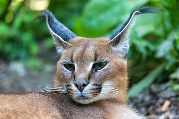 Image showing beutiful cat, Caracal