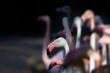 Image showing Beautiful American Flamingos