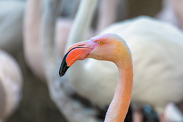 Image showing Beautiful American Flamingos