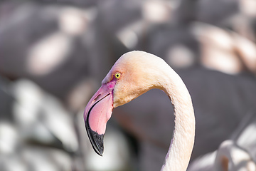 Image showing Beautiful American Flamingos