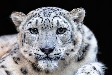 Image showing snow leopard, Irbis Uncia uncia