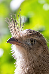 Image showing Red-legged seriema, Cariama cristata