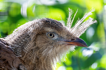 Image showing Red-legged seriema, Cariama cristata