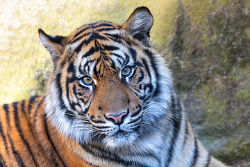 Image showing Sumatran Tiger, Panthera tigris sumatrae