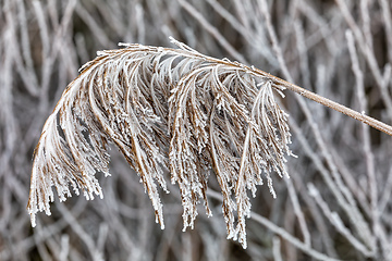 Image showing Reeds in winter frost