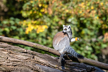 Image showing Ring-tailed lemur, Lemur catta. Striped