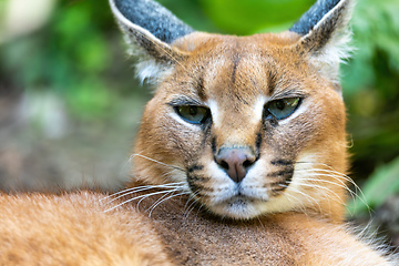 Image showing beutiful cat, Caracal