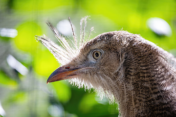 Image showing Red-legged seriema, Cariama cristata