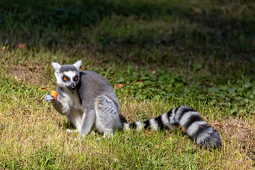 Image showing Ring-tailed lemur, Lemur catta. Striped