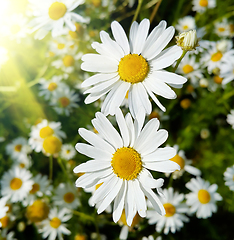 Image showing Close up of beautiful daisies lit by sunlight