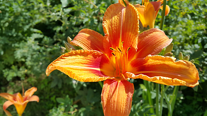 Image showing Beautiful bright orange day-lily on a sunny summer garden