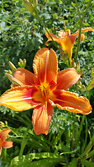 Image showing Beautiful bright Orange daylily on a sunny summer garden