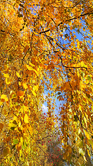 Image showing Bright yellow autumn foliage of birch and ripened mountain ash b