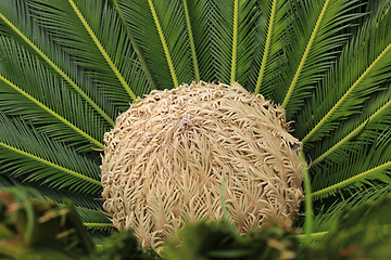 Image showing Female cone and foliage of cycas revoluta cycadaceae sago palm