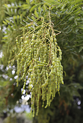 Image showing Fruits of Styphnolobium japonicum or Sophora japonica