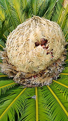 Image showing Cone with fruits of female cycas revoluta cycadaceae sago palm