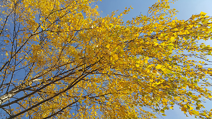 Image showing Branches of autumn birch tree with bright yellow leaves 