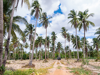 Image showing Coconut plantation in Chonburi, Thailand