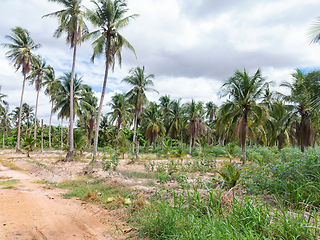 Image showing Coconut plantation in Chonburi, Thailand