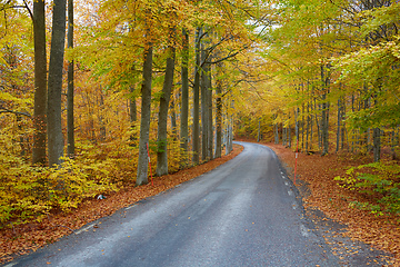 Image showing Autumn forest. Forest with country road at sunset. Colorful landscape with trees, rural road, orange leaves and blue sky. Travel. Autumn background. Magic forest.