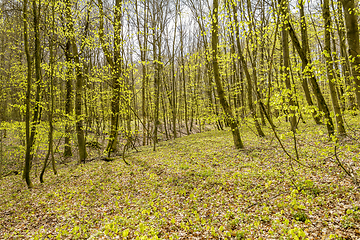 Image showing sunny forest scenery