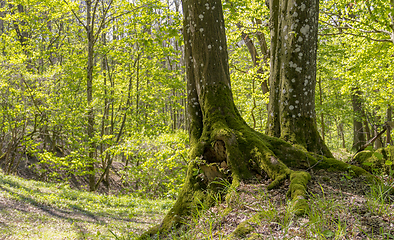 Image showing sunny forest scenery