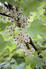 Image showing White currant