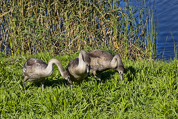 Image showing real swans