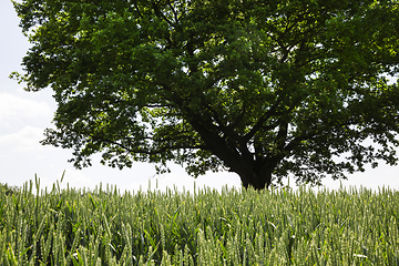 Image showing oak growing in a field