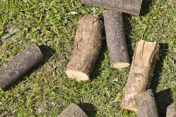 Image showing A tree trunk