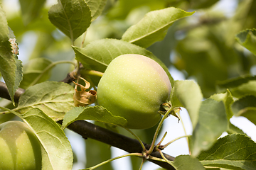 Image showing apples on the branches