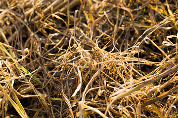 Image showing grass in the swamp