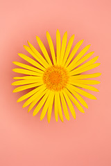 Image showing Summer Flower