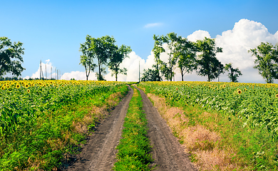 Image showing Sunflowers and country road