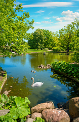 Image showing Swan in Krasinski Park