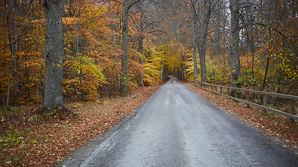 Image showing Autumn forest. Forest with country road at sunset. Colorful landscape with trees, rural road, orange leaves and blue sky. Travel. Autumn background. Magic forest.