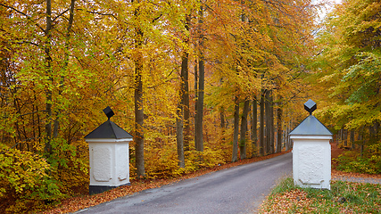 Image showing Autumn forest. Forest with country road at sunset. Colorful landscape with trees, rural road, orange leaves and blue sky. Travel. Autumn background. Magic forest.