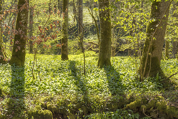 Image showing idyllic forest scenery