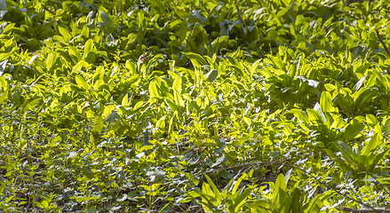 Image showing dense bear leek vegetation