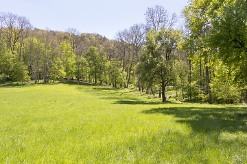 Image showing sunny woodside scenery