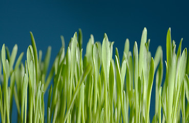 Image showing Young barley