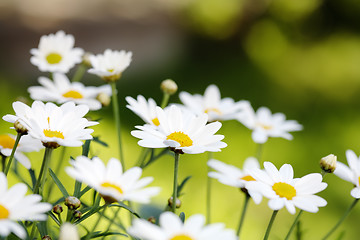 Image showing Summer Flowers